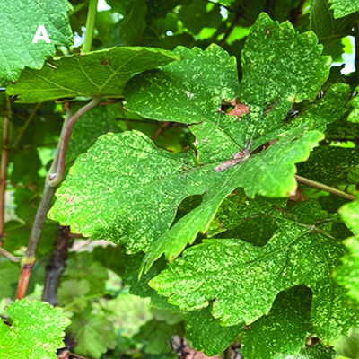 Fig. 02A: Photograph of a grape leaf with white spots caused by leafhopper feeding.